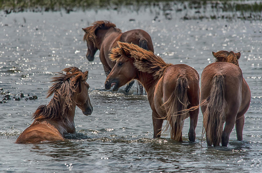 Wild Horses in the Water  #4903 Photograph by Susan Yerry