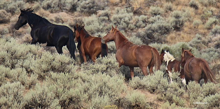 Wild Horses In The West Photograph
