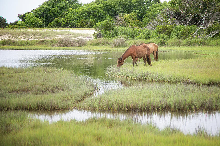 Wild Horses in the Wetlands - NC Crystal Coast Photograph by Bob Decker