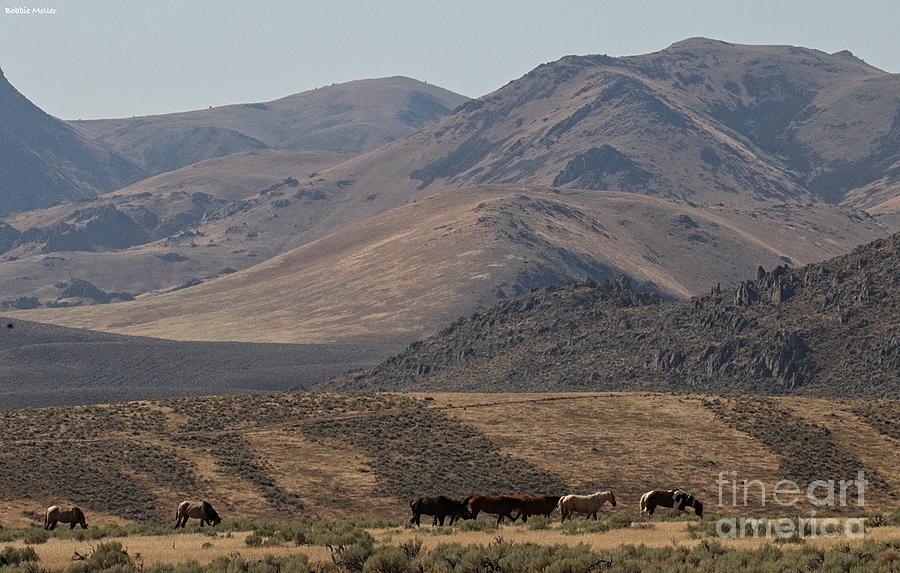 Wild Horses In Their Home Photograph