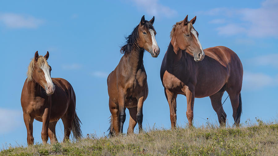 Wild Horses in TRNP. Photograph by Paul Martin