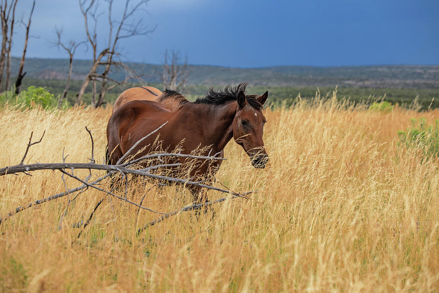 Wild Horses Photograph by Joe Kopp