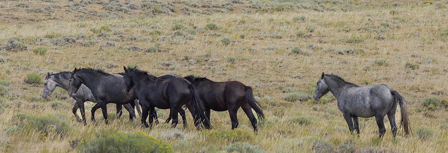 Wild Horses Photograph by Laura Terriere
