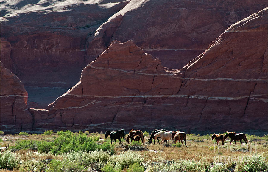 Wild Horses Photograph by Mae Wertz Wild Horses Photograph by Mae Wertz