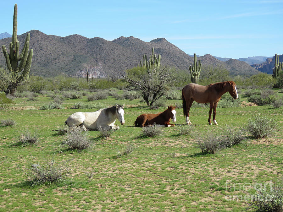 Wild Horses Photograph by Mary Mikawoz