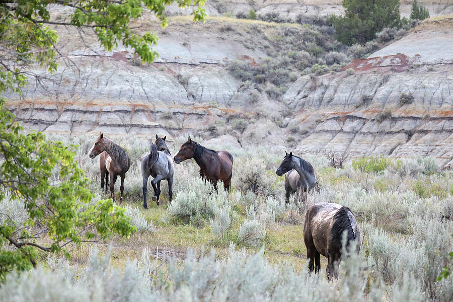 Wild Horses Near Medora Photograph