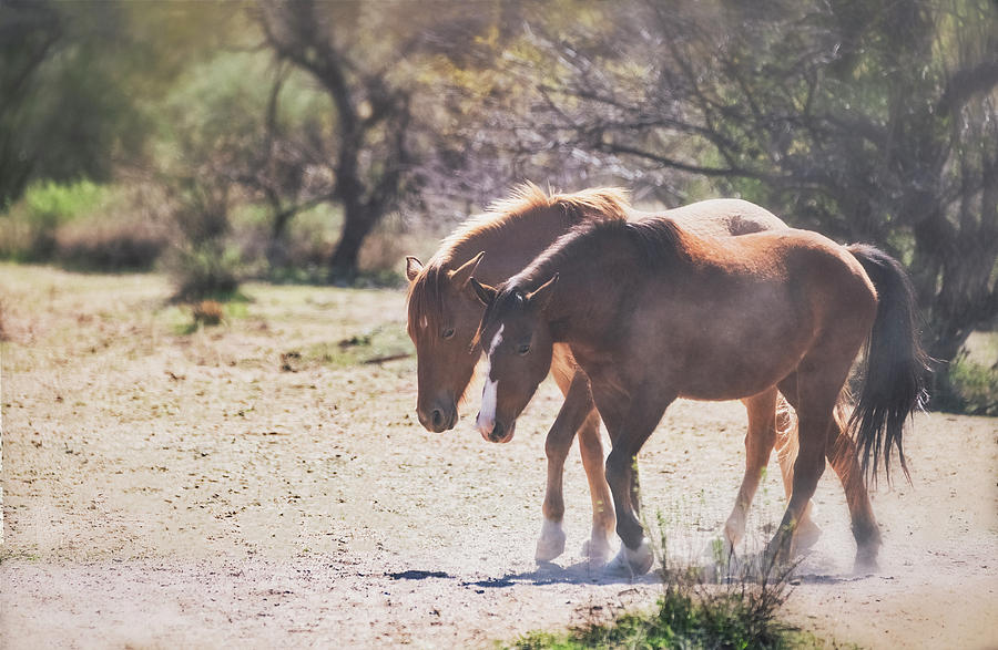 Wild Horses Of Arizona  Photograph by Saija Lehtonen