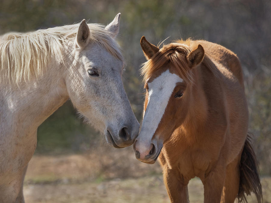 Wild Horses of Arizona Photograph by Sylvia Goldkranz
