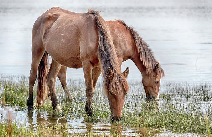 Wild Horses of Carrot Island #5837 Photograph by Susan Yerry