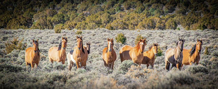 Wild Horses of Central Nevada Photograph by Janis Knight