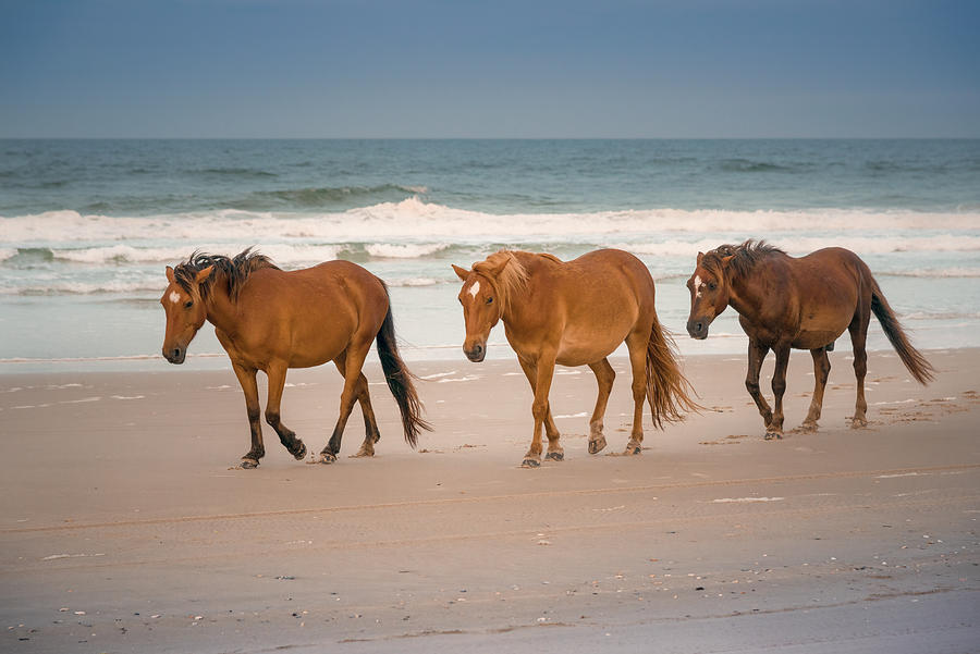 Wild Horses of Coralla Photograph by Thomas Gaitley | Pixels