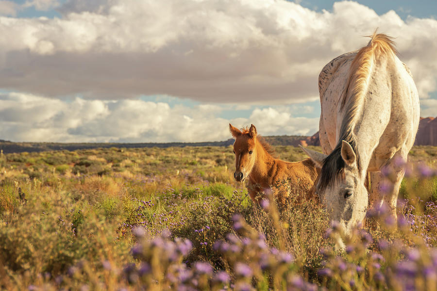 Wild Horses of Monument Valley Photograph by Constance Puttkemery