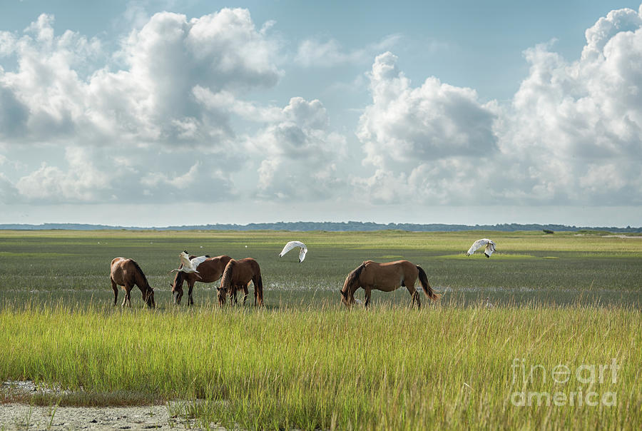 Wild Horses of NC #2713 Photograph by Susan Yerry