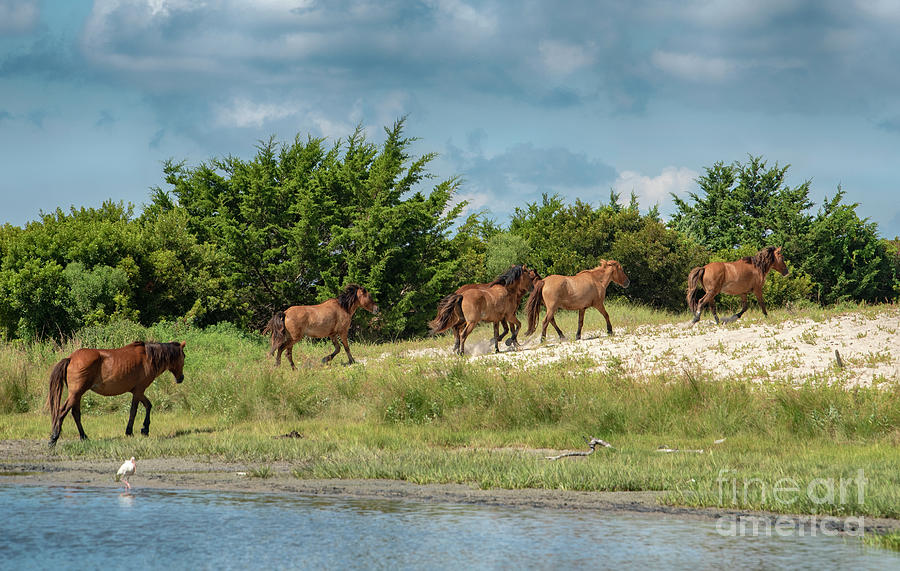 Wild Horses of NC #3352 Photograph by Susan Yerry