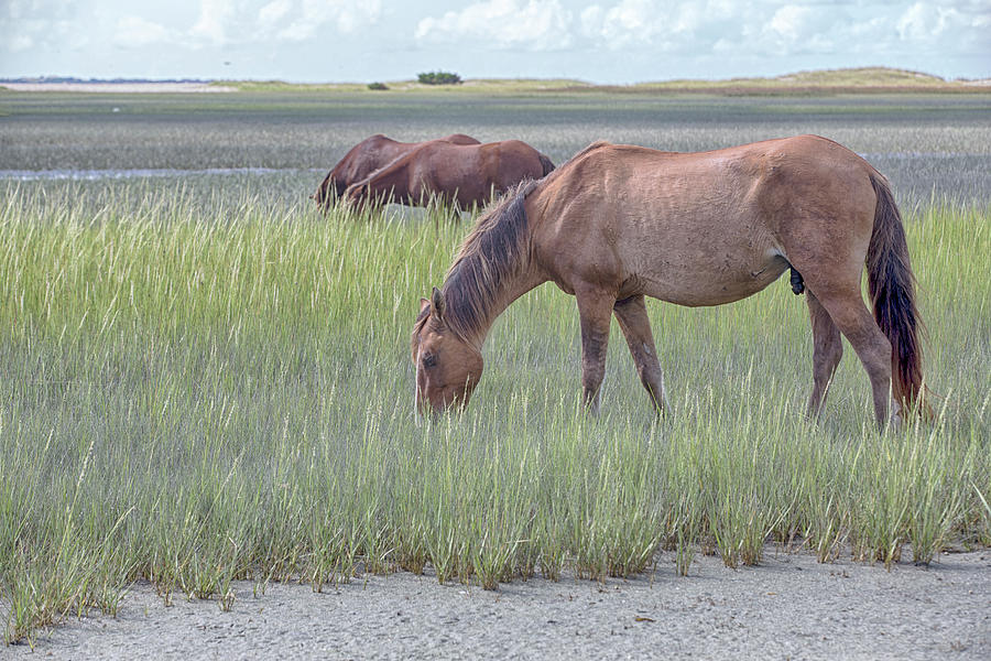 Wild Horses of NC #4888 Photograph by Susan Yerry