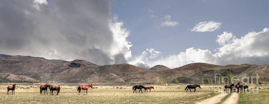 Wild Horses of Nevada Photograph by Benanne Stiens