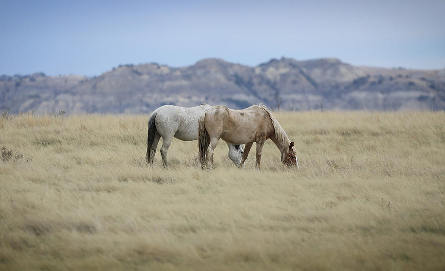 Wild Horses Of North Dakota Photograph by Dan Sproul