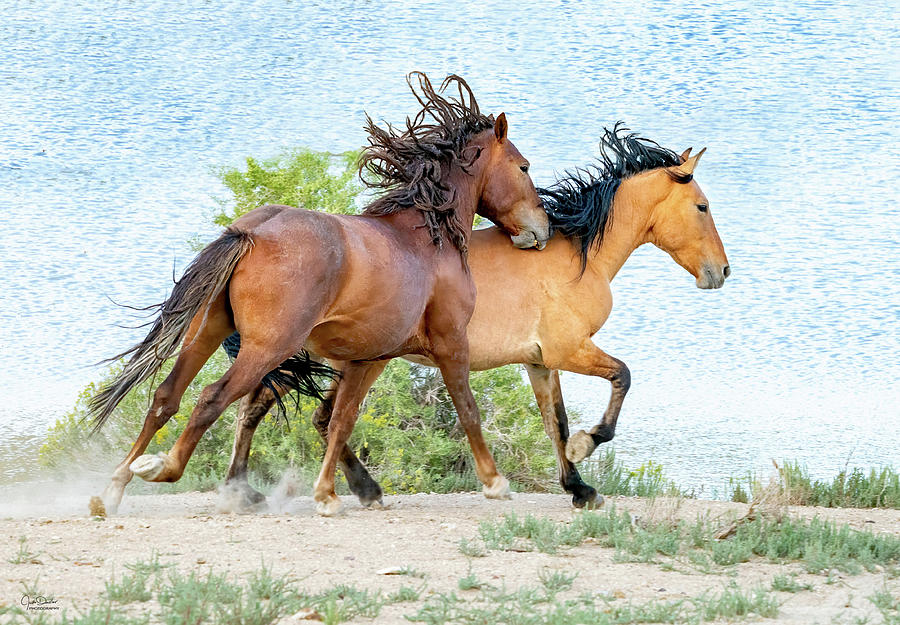 Wild Horses Of Sand Wash Basin Photograph