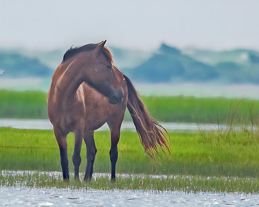 shackleford wild horses