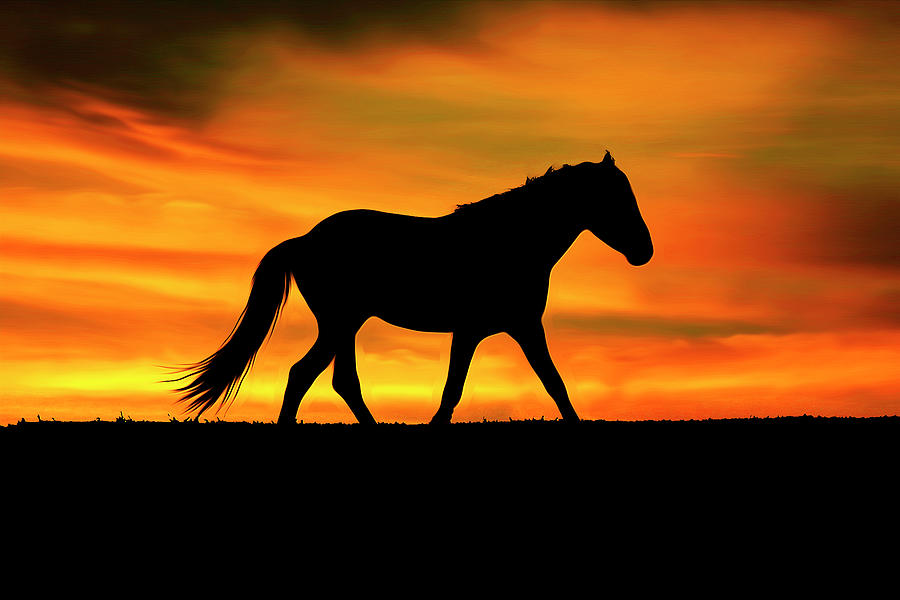 Wild Horses of South Dakota Photograph by Randy Wegener - Fine Art America