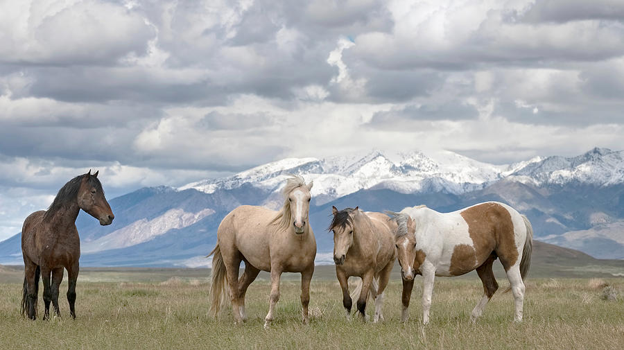 Wild Horses of the Onaqui. Photograph by Paul Martin