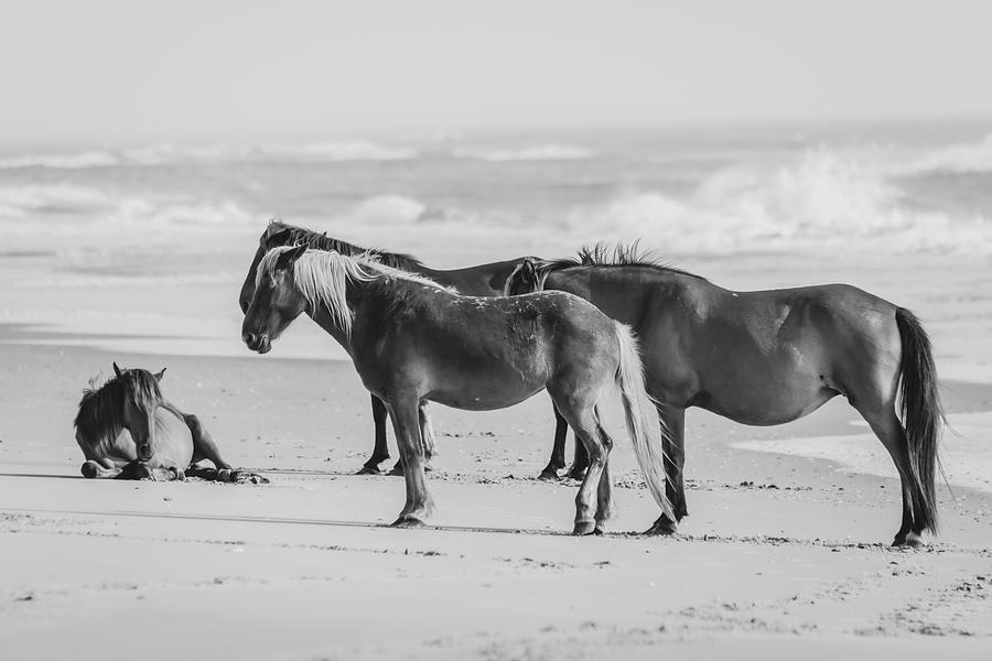 Wild Horses Of The Outer Banks - Black And White Edition Photograph by Gregory Ballos