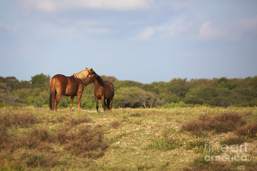 Wild Horses of The Outer Banks Photograph by Diane Diederich