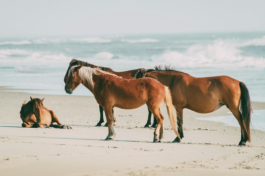 Wild Horses Of The Outer Banks Photograph by Gregory Ballos - Fine Art ...