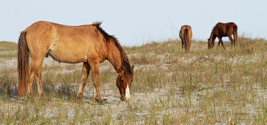 Wild Horses of the Southern Outer Banks of North Carolina Photograph by Bob Decker