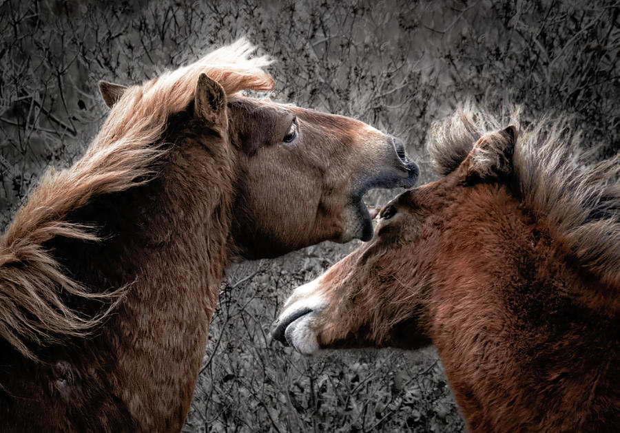 Wild Horses of Virginia and Maryland Photograph by Norma Brandsberg