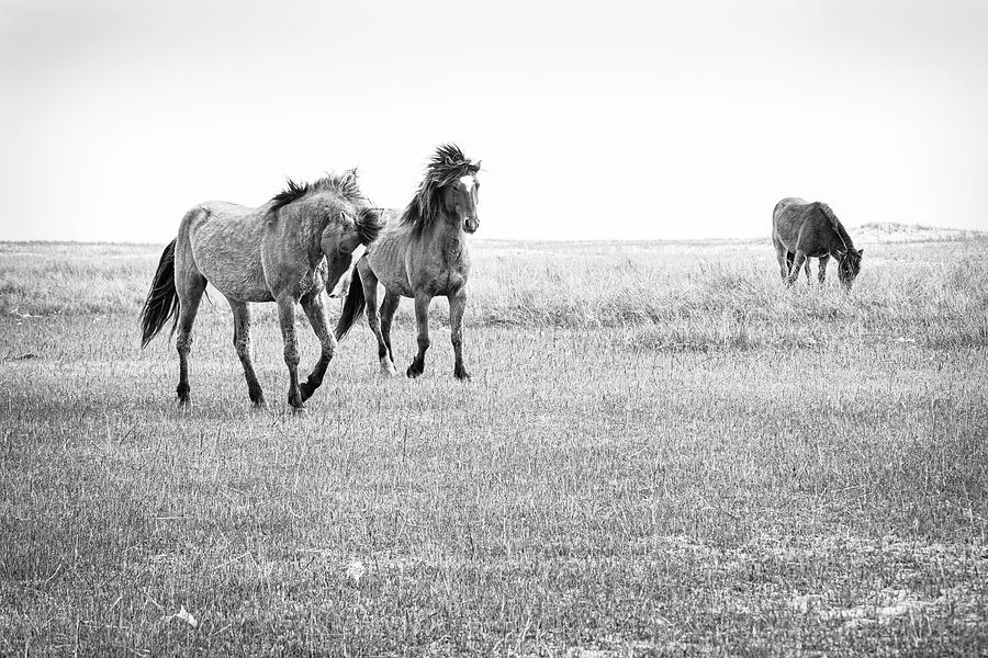 Wild Horses on North Carolina Tidal Flats Near Beaufort Photograph by Bob Decker