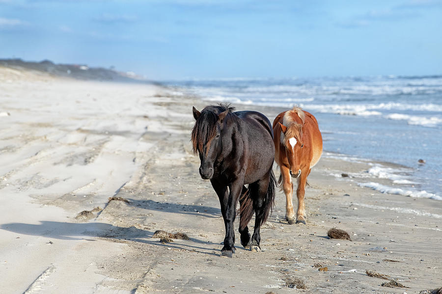 Wild Horses on the Beach Photograph by Fon Denton