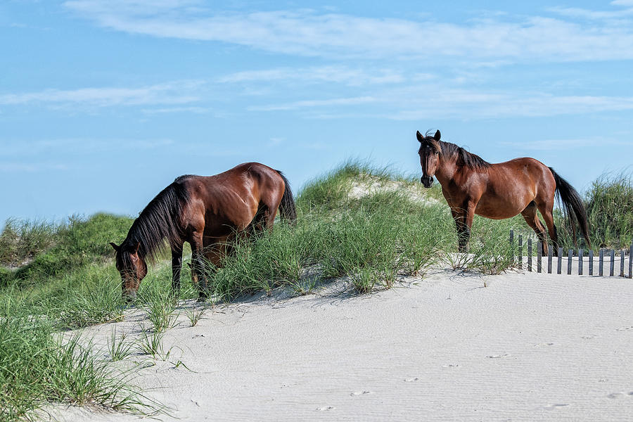 Wild Horses on the Dunes Photograph by Fon Denton