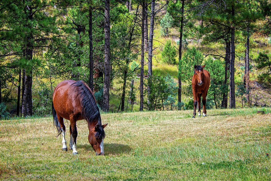 Wild Horses on the Hill Photograph by Lynn Bauer