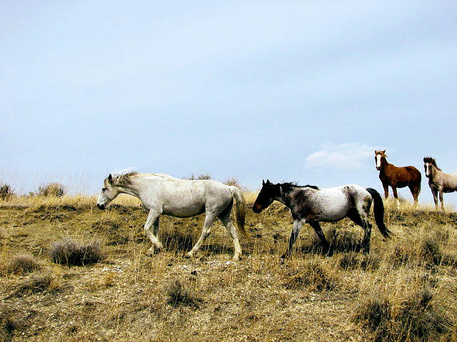 Wild Horses On the Move Photograph by Amanda R Wright