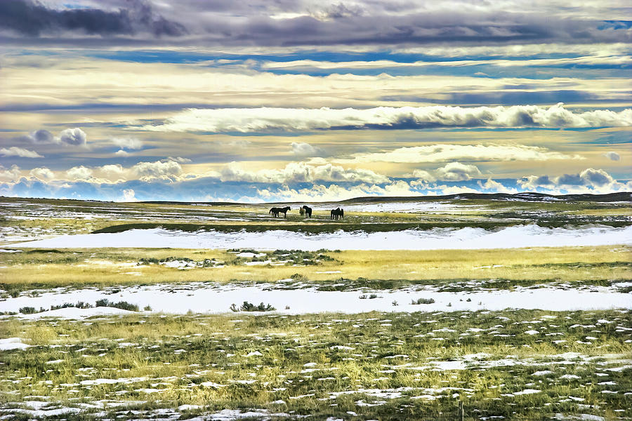 Wild Horses on the Prairie Photograph by Anthony Jones