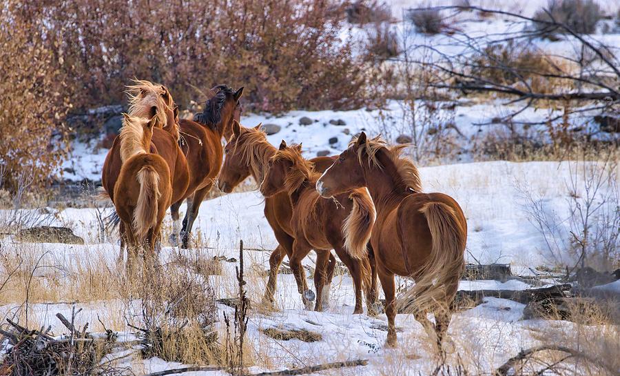 Wild horses on the Run Photograph by Lynn Hopwood
