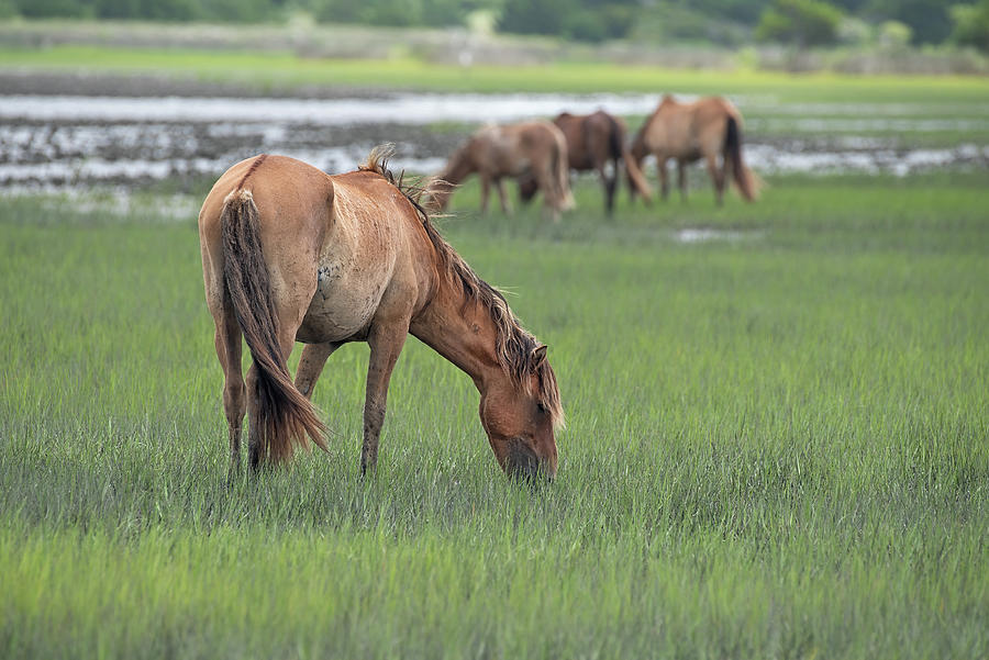 Wild Horses on the Salt Marsh Photograph by Fon Denton