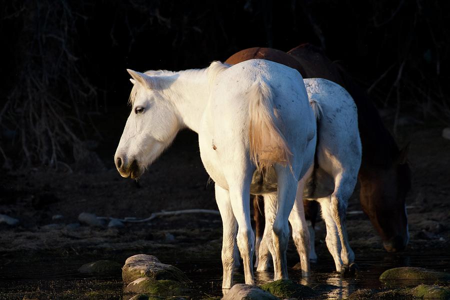 Wild Horses on the Salt River Photograph by Sonja Jones