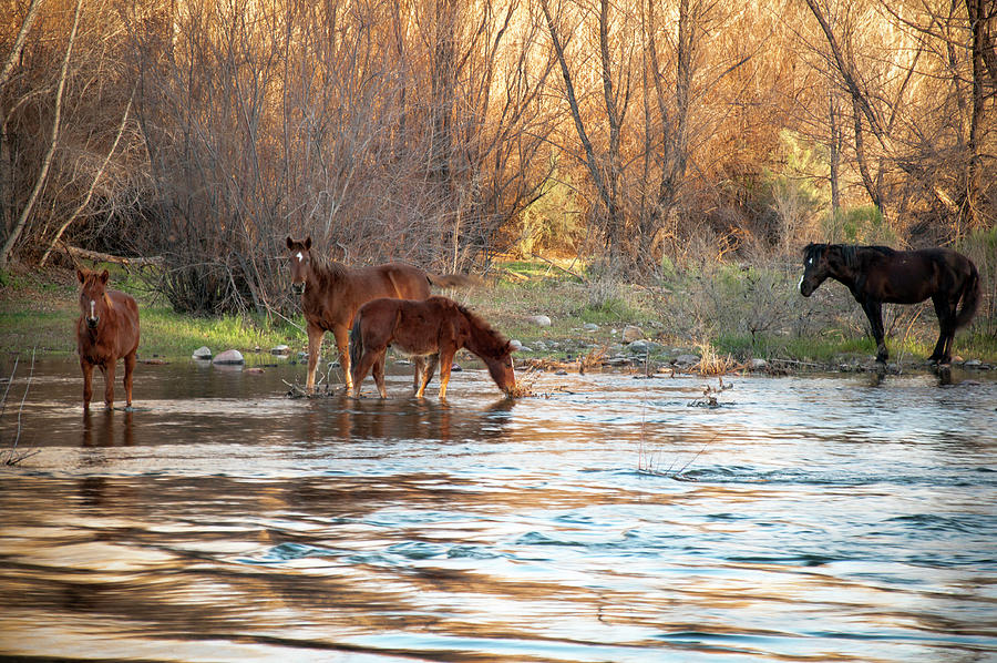 Wild Horses on The Verde River Photograph by Cheryl Prather