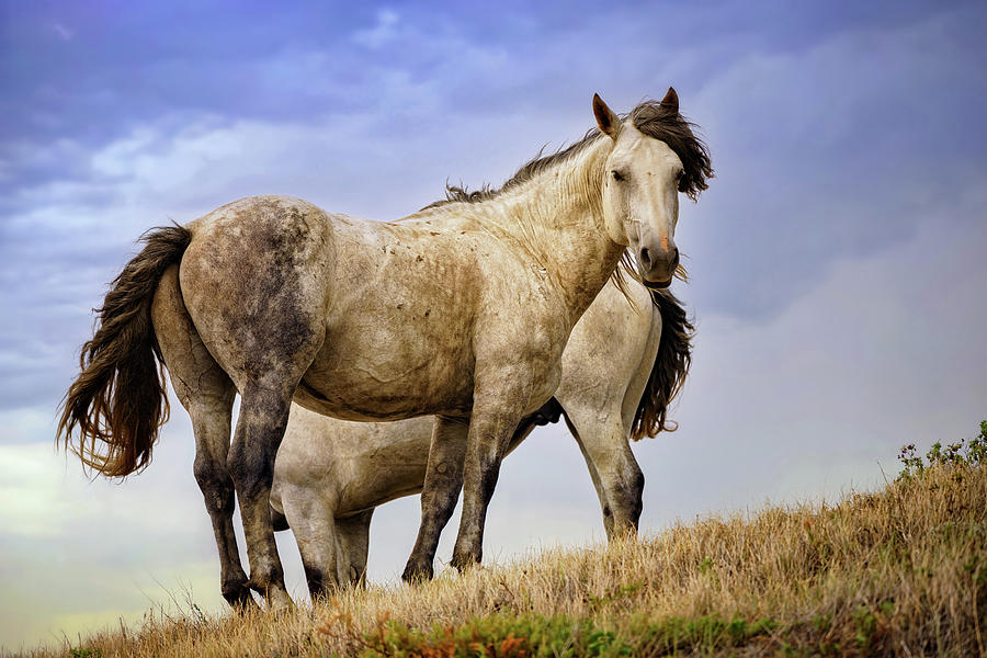 Theodore Roosevelt National Park Photograph - Wild Horses by Rick Berk