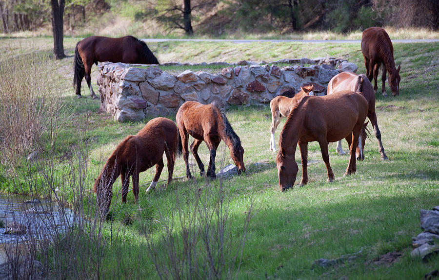 Wild Horses Ruidoso New Mexic Photograph