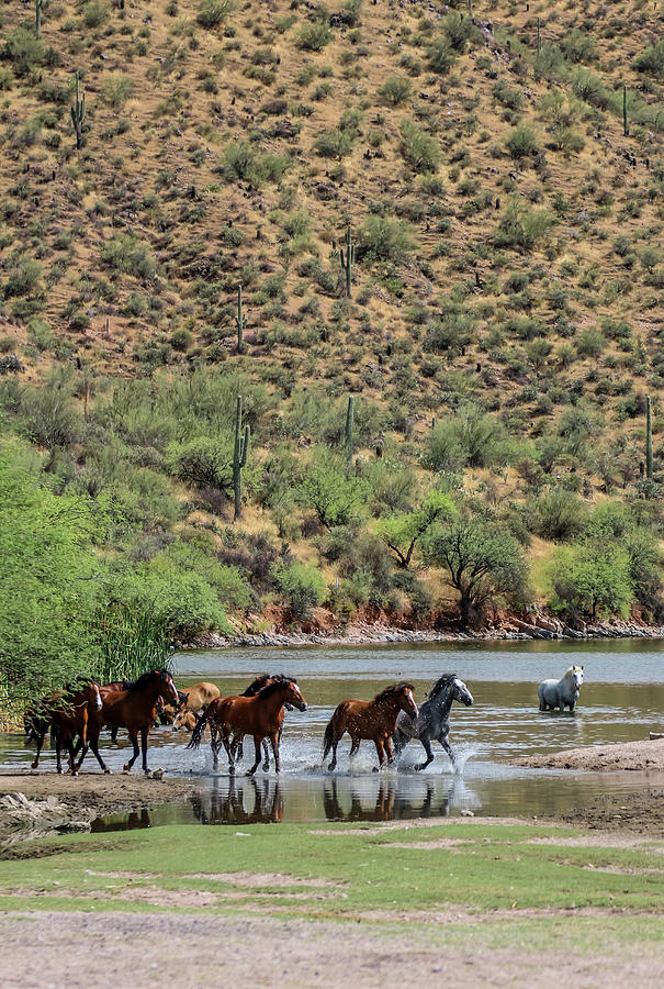 Wild Horses Running 5, Saguaro Lake Photograph by Dawn Richards