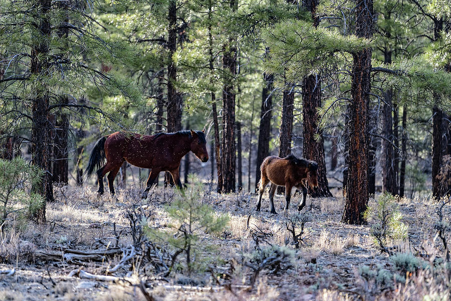 Wild Horses - South Rim, Grand Canyon, AZ Photograph by Amazing Action Photo Video