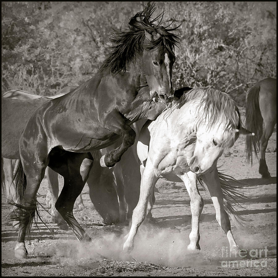 WIld Horses Sparring Photograph by Martin Konopacki