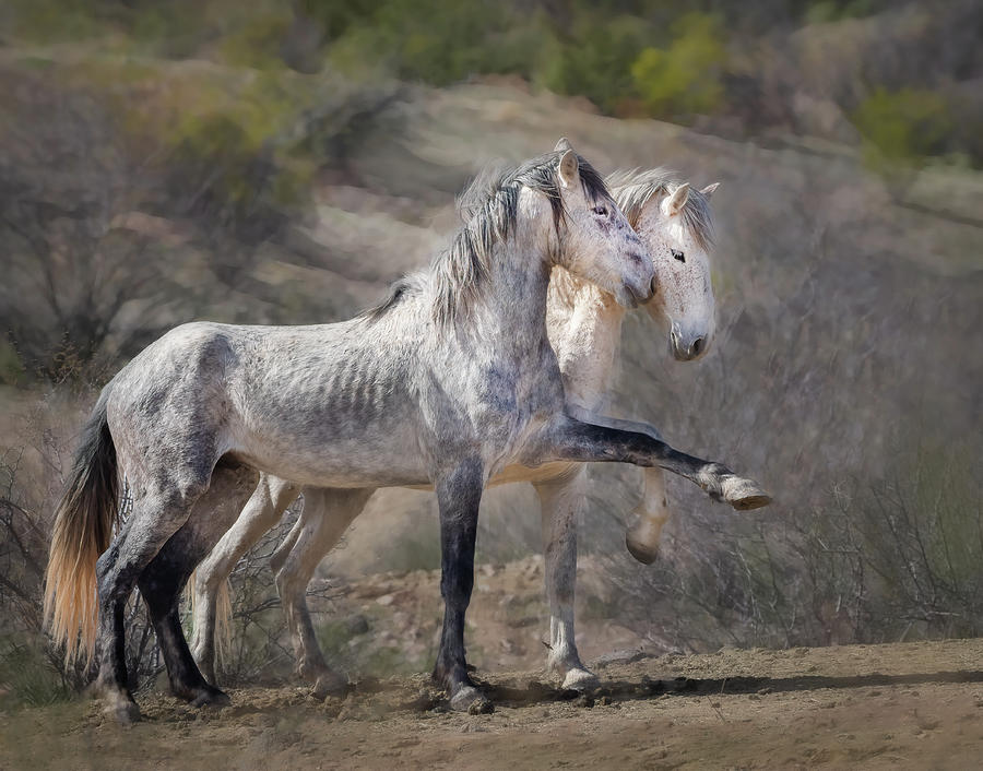 Wild Horses - Striking a Pose Photograph by Sylvia Goldkranz