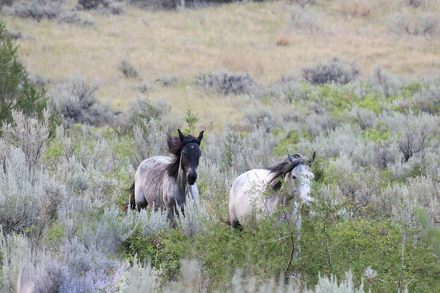 Wild Horses Through The Brush Photograph