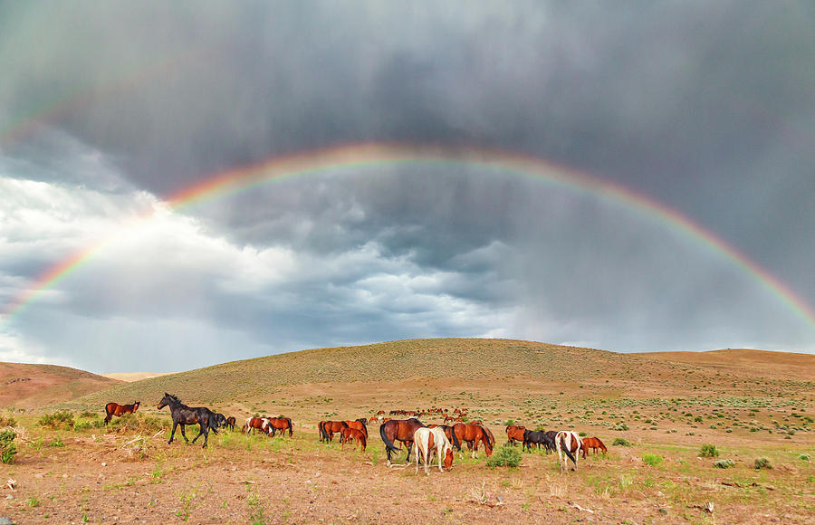 Wild Horses Under a Rainbow Photograph by Marc Crumpler