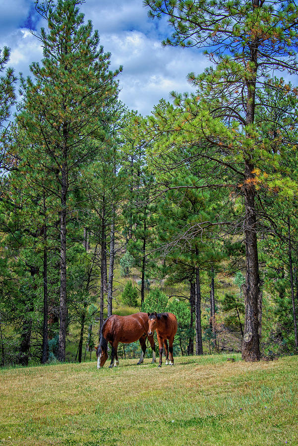 Wild Horses Under the Pines Photograph by Lynn Bauer