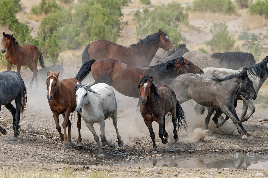 Wild Horses Utah Photograph by Wesley Aston